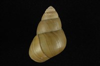 藏品(石田螺)的圖片